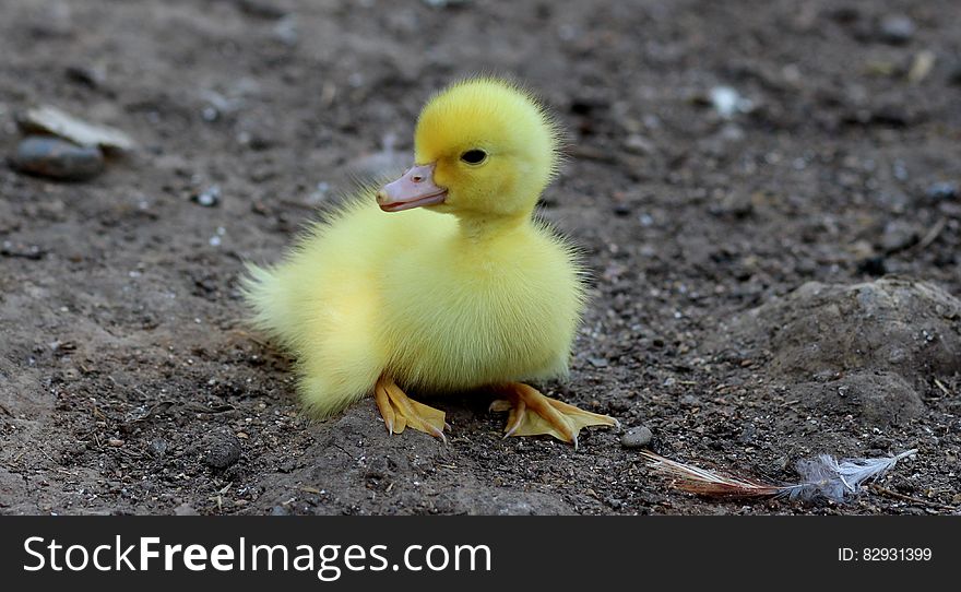 Yellow Duckling on Gray Sand