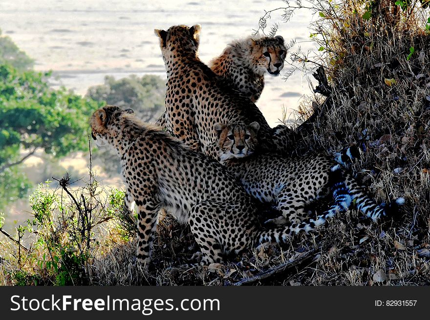 4 Cheetahs Sitting and Lying during Daytine