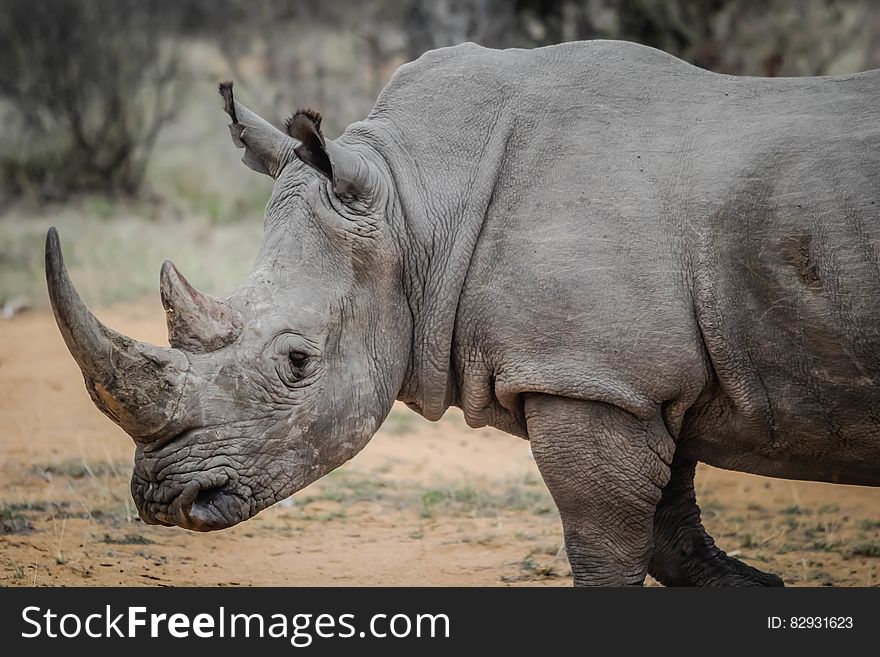 Profile of rhinoceros standing in sunny field in Africa. Profile of rhinoceros standing in sunny field in Africa.