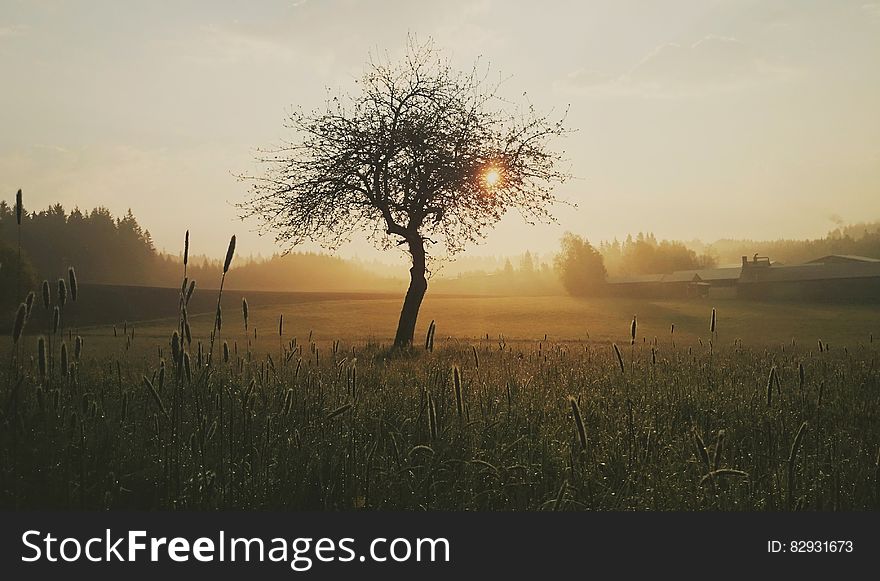 Silhouette Photo of Tree and Grass during Golden Hour