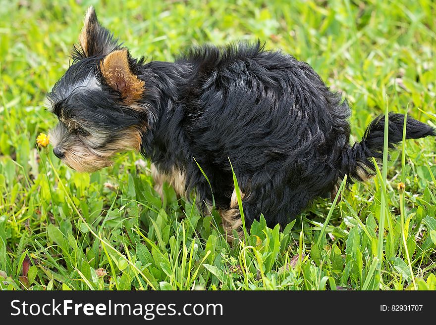 Black and Tan Yorkshire Terrier on Top of Green Grass Field