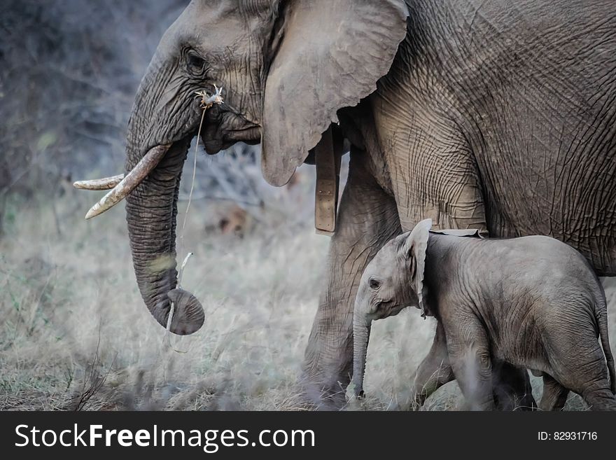 African elephant in field with calf on sunny day. African elephant in field with calf on sunny day.