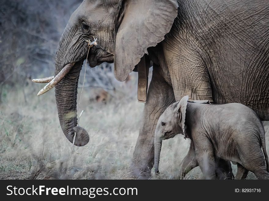 African Elephant With Calf