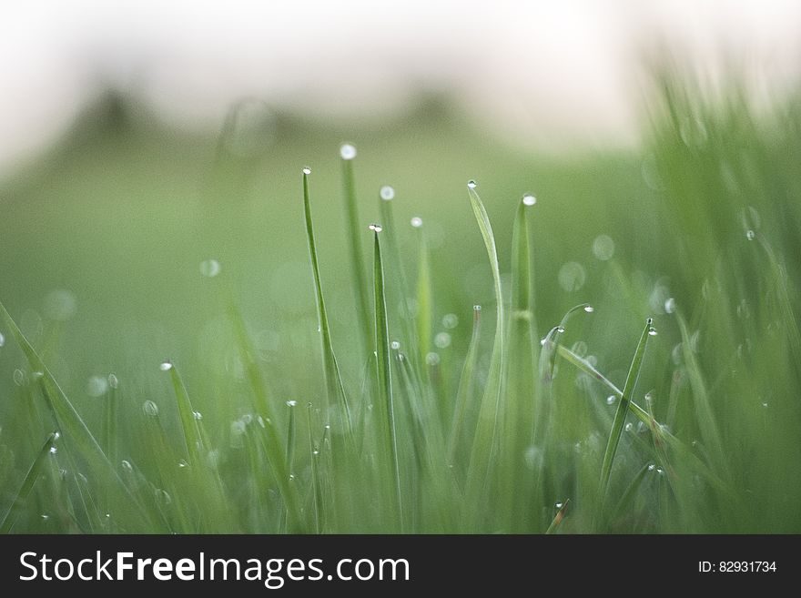 Macro Photography of Grass With Water Drops during Daytime