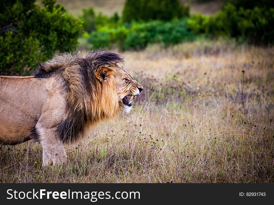 Brown and Black Lion on Brown Grass Field
