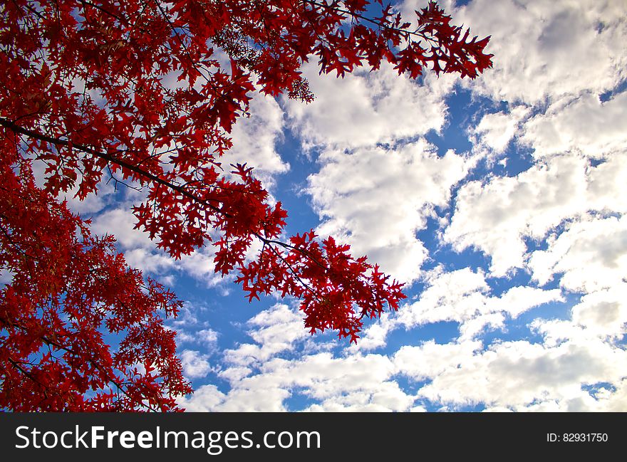 Low Angle Photography of Red Leaf Tree Under Cloudy Blue Sky during Daytime