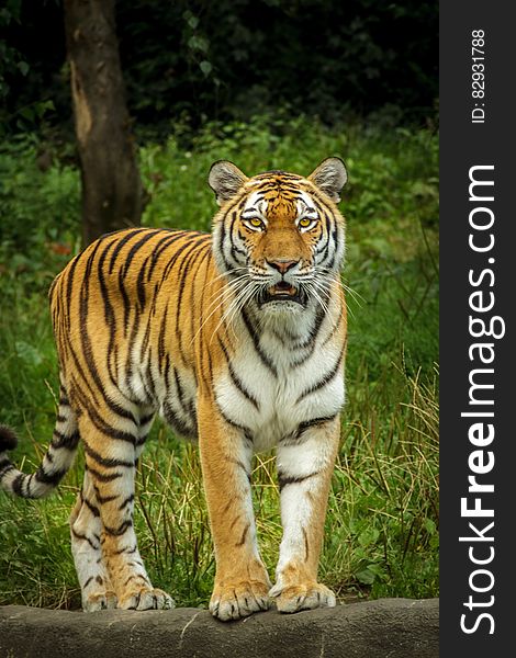 Tiger In Green Grass Near The Tree During Daytime