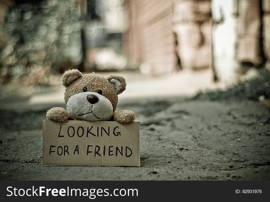 Looking for a Friend Bear
