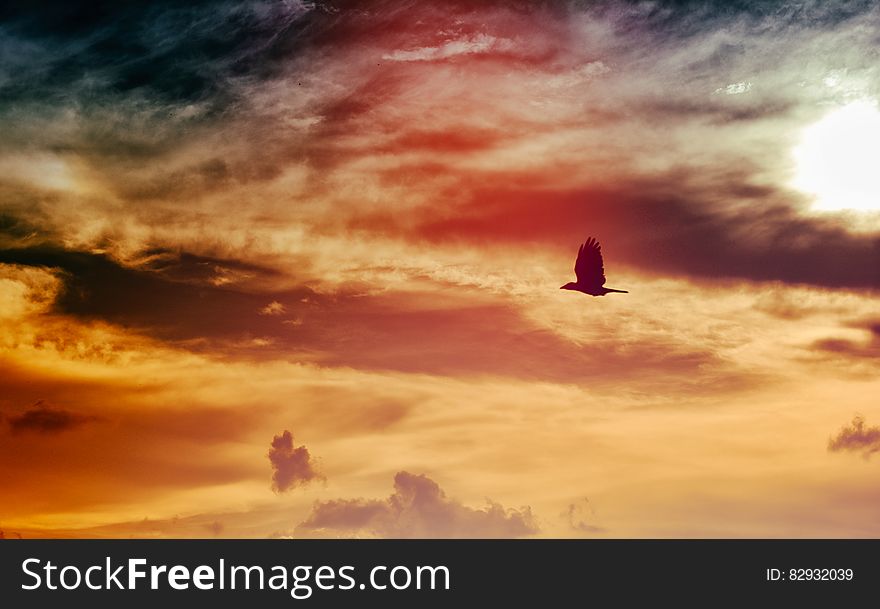 Black Bird Flying Under Black and White Clouded Sky at Daytime
