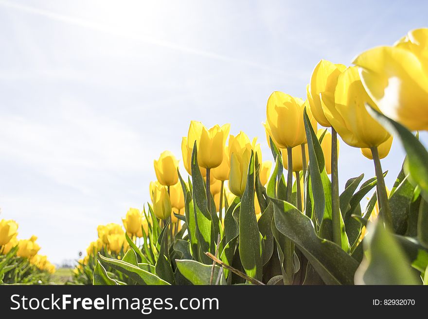 Yellow Tulip Flower Field during Daytime