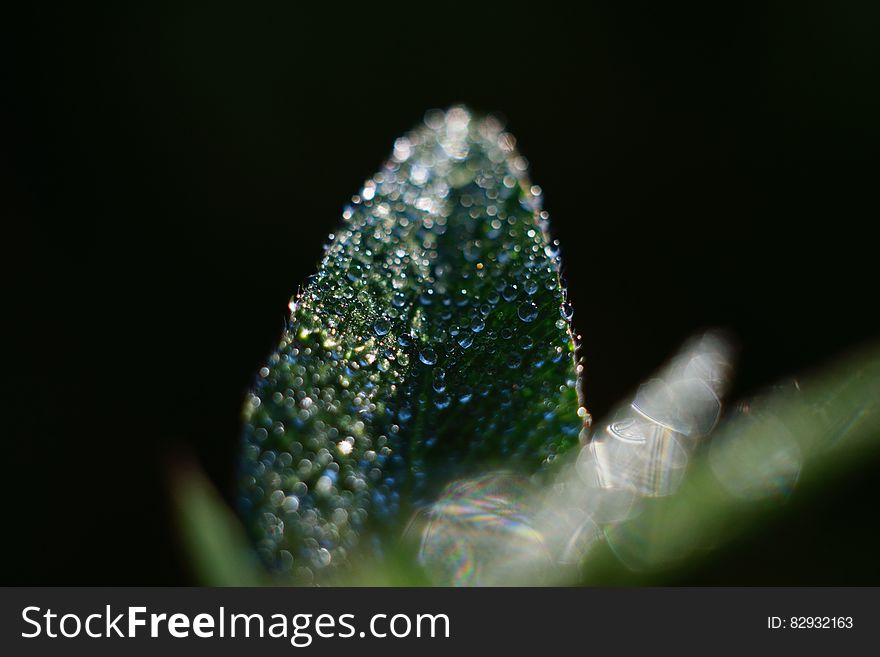 Dew Drops On Green Leaf