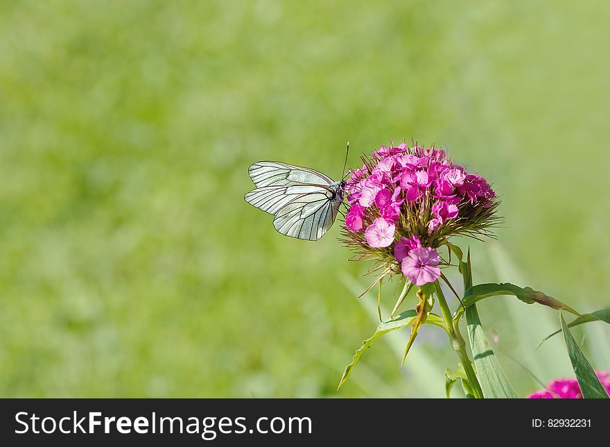 White Brown Butterfly Perched On Pink Flower