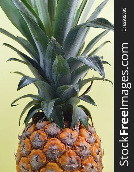 Pineapple Fruit