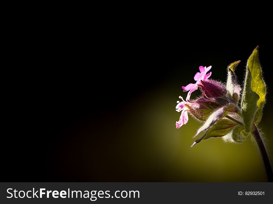 Low Pink Petal Flower With Green Leaves