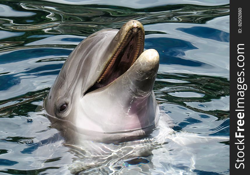 Dolphin&#x27;s Head in the Surface