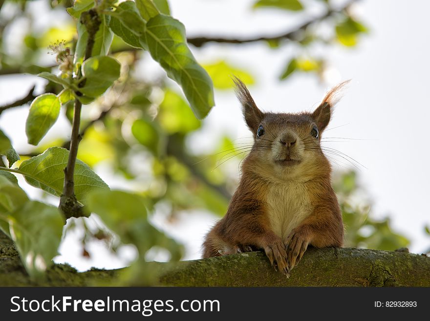 Brown Squirrel Closeup Photography
