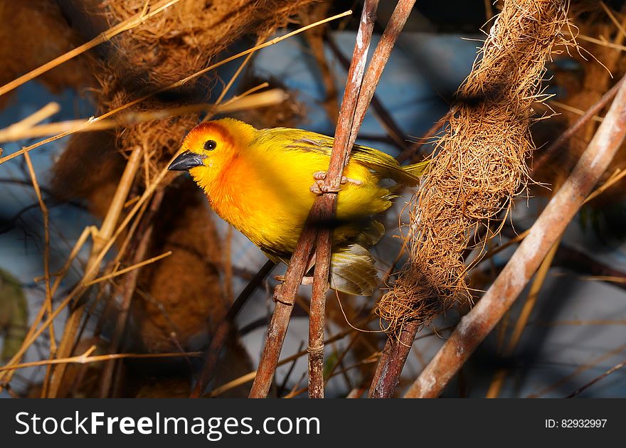 Closeup Photography of Yellow Bird Perched