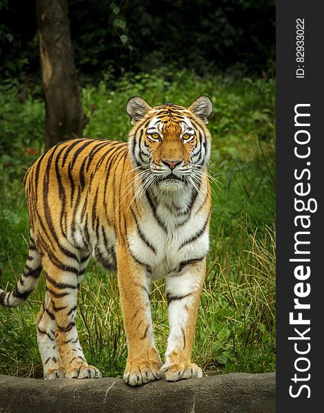 Tiger Standing on the Grey Concrete Pavement