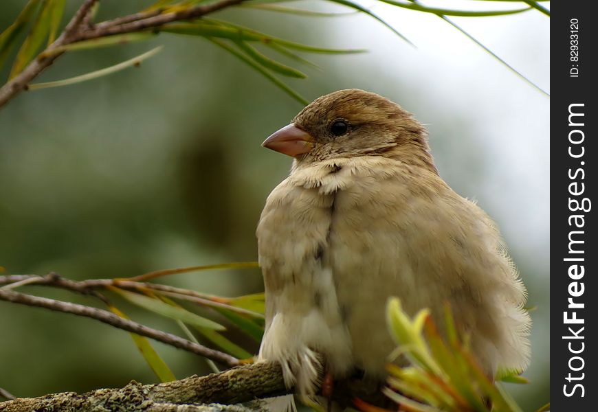 Close up of small brown sparrow perched in tree on sunny day. Close up of small brown sparrow perched in tree on sunny day.