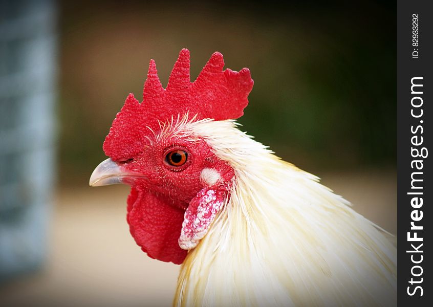 Shallow Focus Photography of White Hen