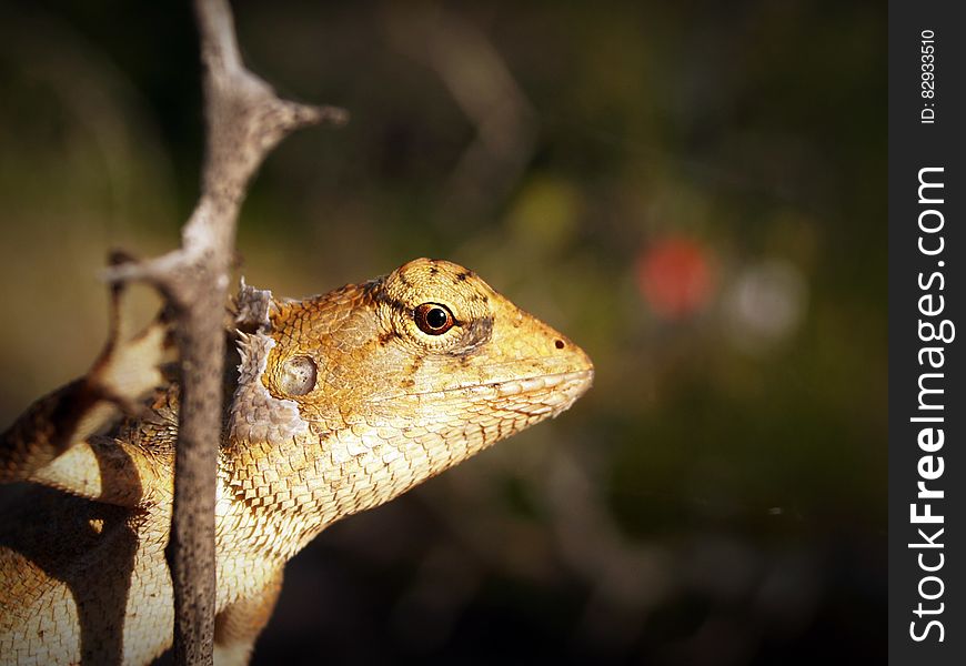 Shallow Focus Photography of Yellow and White Lizard Clinging on Tree Branch