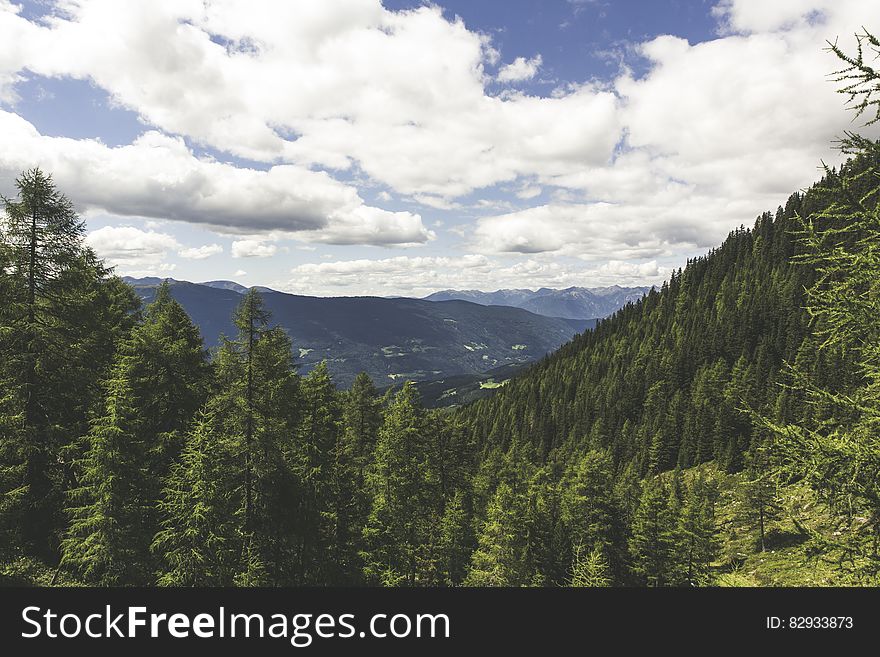 Pine Tress on the Mountain Landscape Photo during Daytime