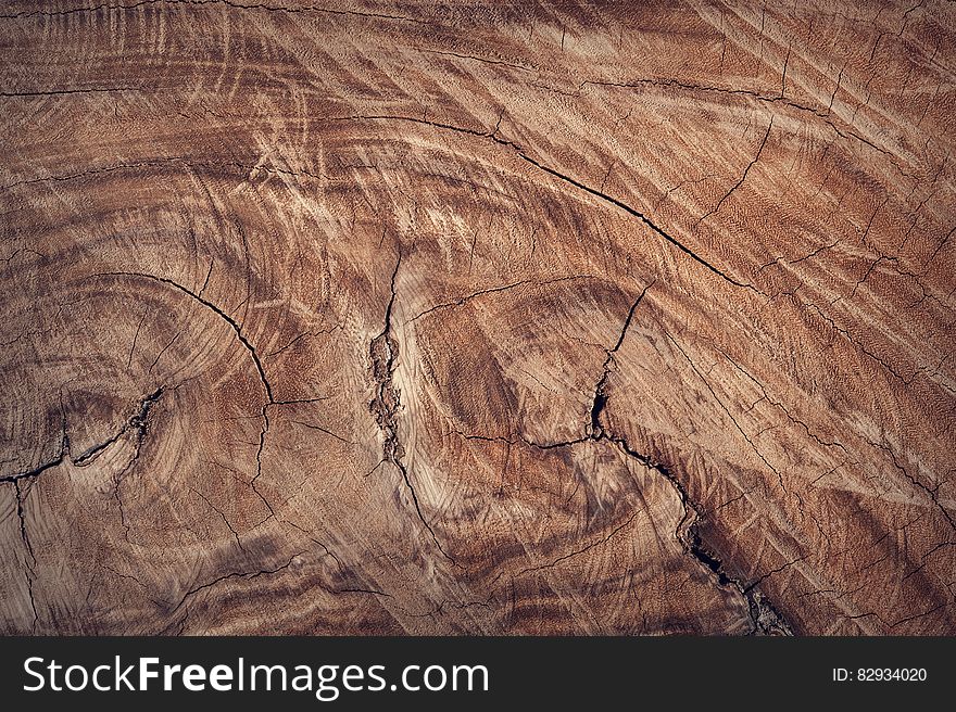 Cross section of the trunk of a large tree with cracks and scratches and signs of attempts to polish it. Cross section of the trunk of a large tree with cracks and scratches and signs of attempts to polish it.