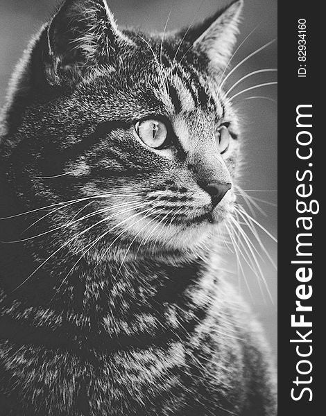 Greyscale Photography of Tabby Cat
