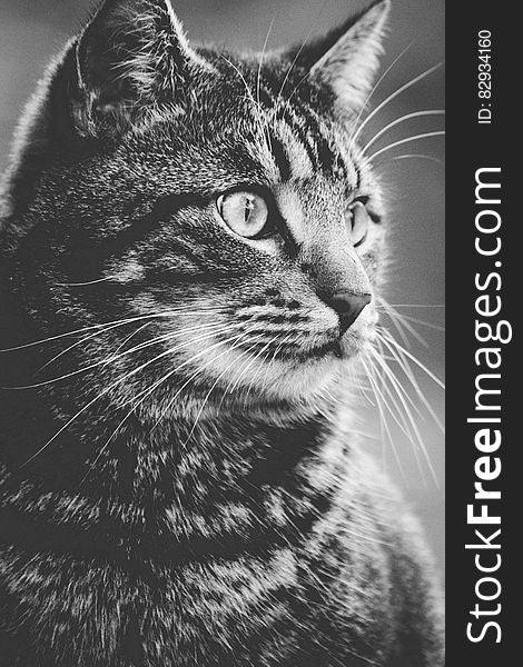 Greyscale Photography Of Tabby Cat