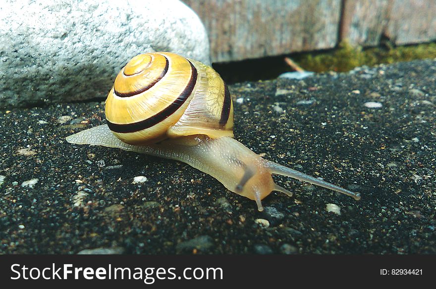 Brown and Beige Snail