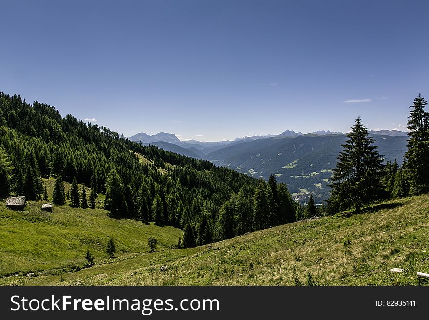 Pine Trees On Mountain Under Blue Sky During Daytime