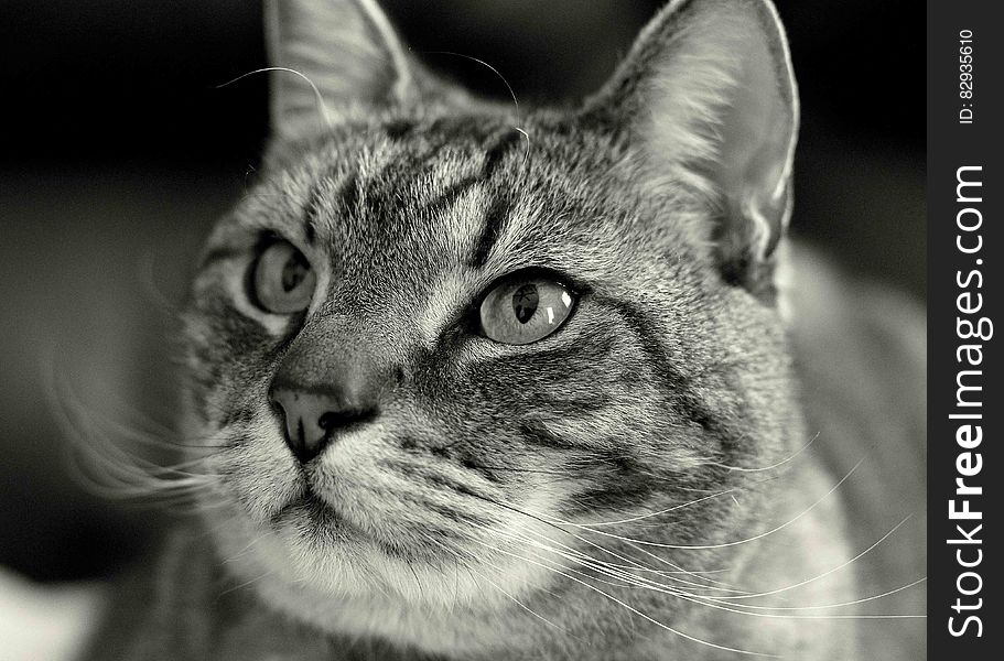 Portrait of domestic cat face in black and white. Portrait of domestic cat face in black and white.