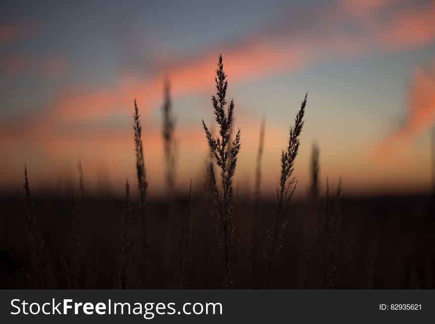 Silhouette Of Plant During Golden Time