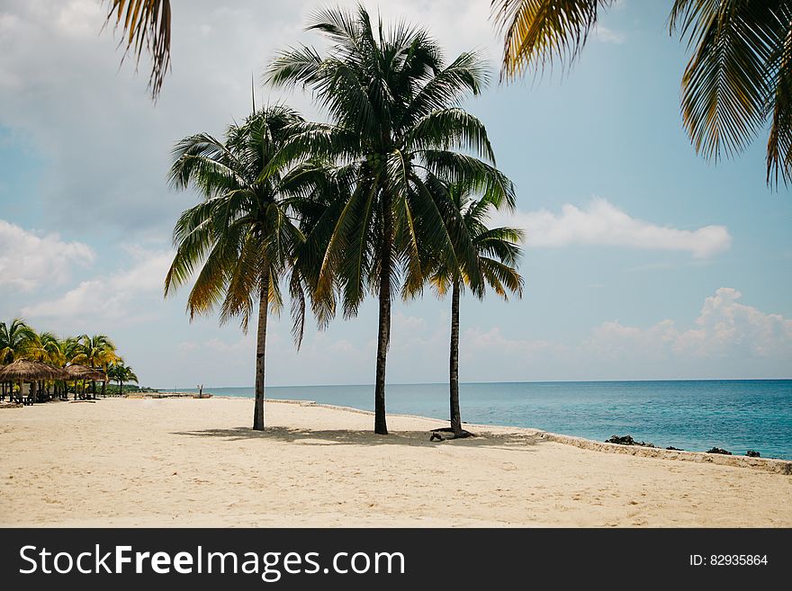 Coconut Tree On The Beach During Daytime