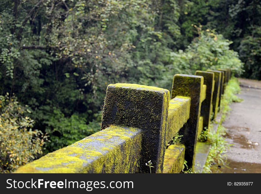 Concrete Fence With Green Moss Near Green Tree