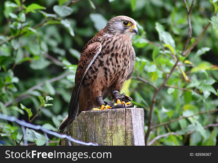 Brown Falcon on Brown Wooden Surface