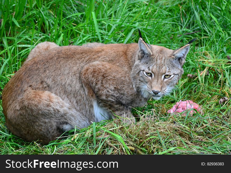 Brown Bobcat on Green Grass