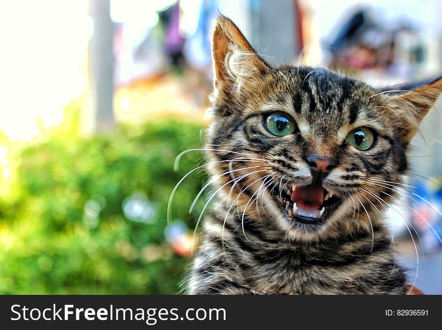 A close up of a cat meowing or hissing.