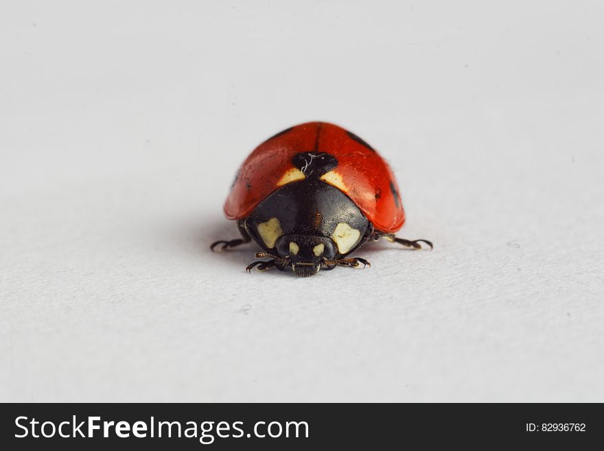 Close up of ladybug on white.