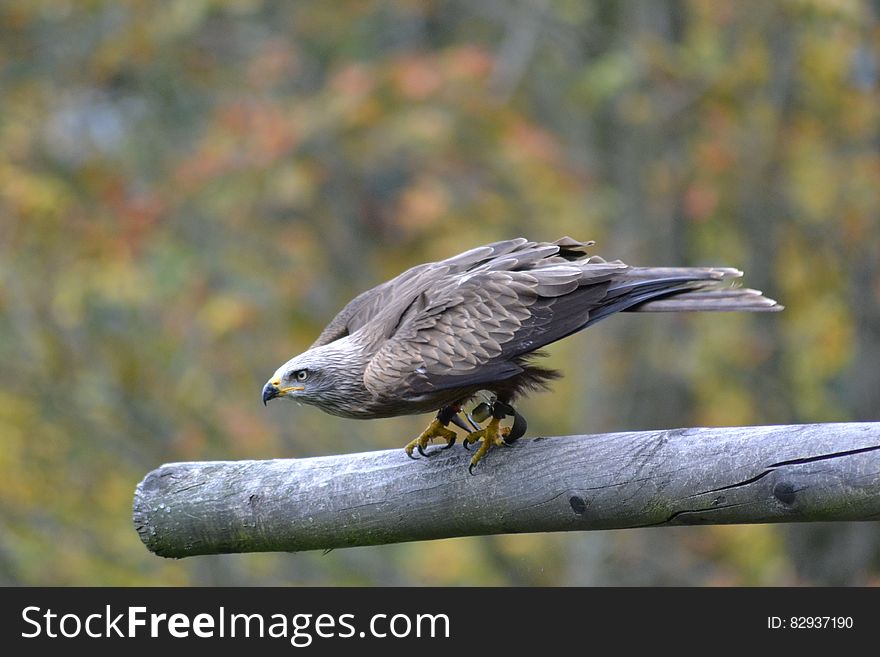 Grey Falcon Perched on Grey Branch in Selective Focus Photography
