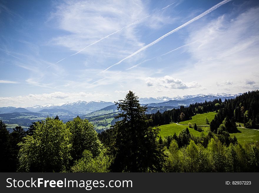 Grass Field Surrounded By Pine Trees