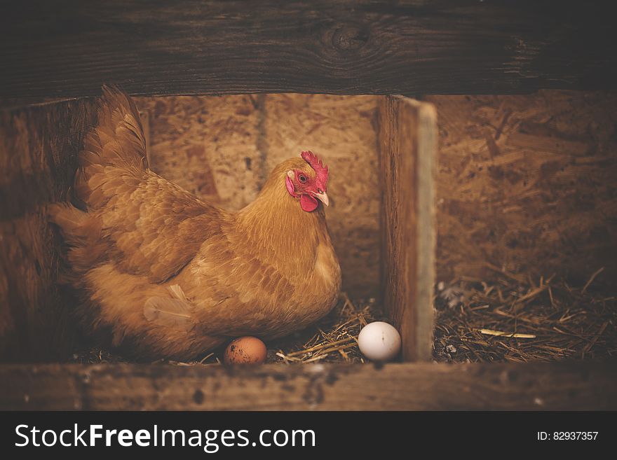 Brown Hen Near White Egg On Nest