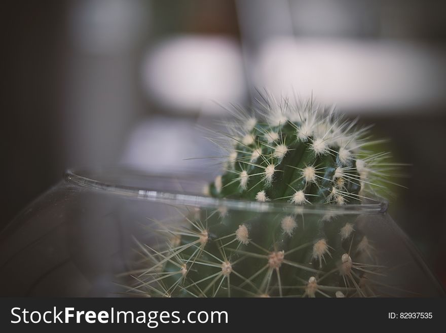 Green Cactus on Clear Glass Bowl