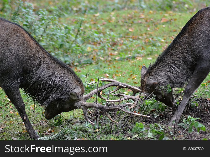 Two Male Deer Fighting during Daylight