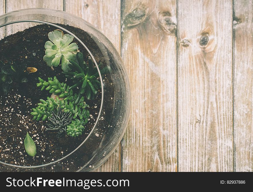 Green Succulent Plant On Clear Glass Jar On Top Of Brown Wooden Surface