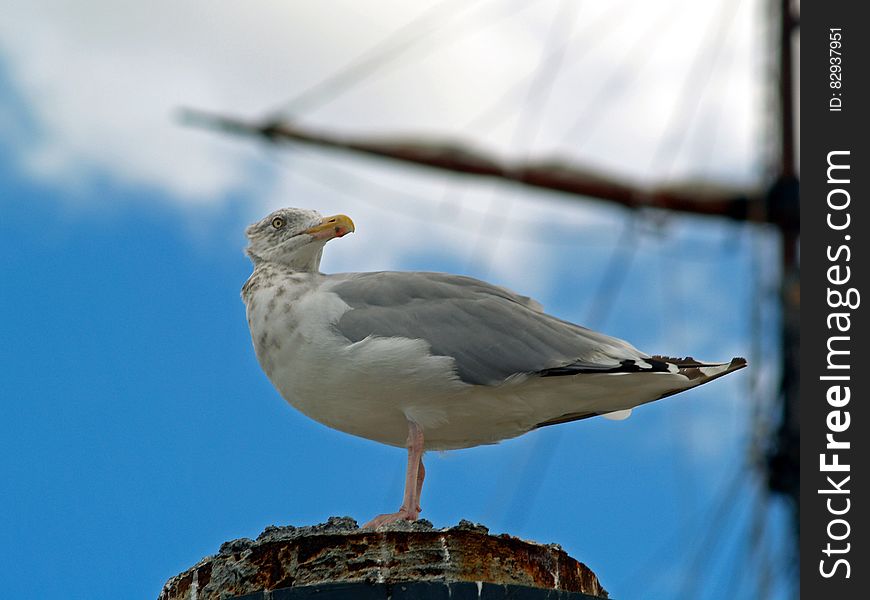 Grey White And Black Seagull