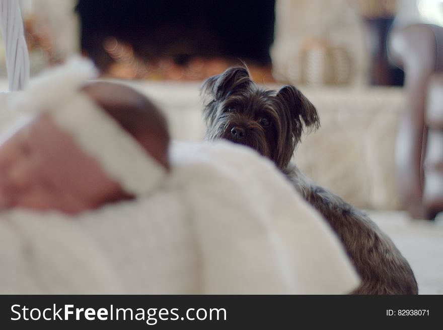 Dog watching baby while sleeping