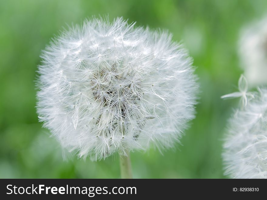 White Dandelion