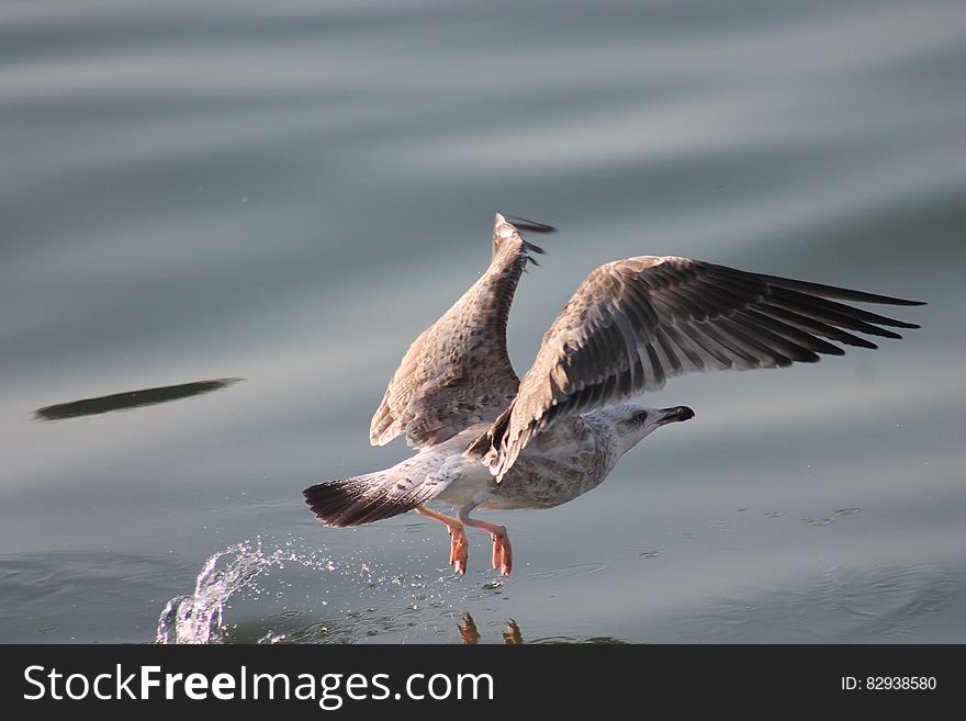 A seagull landing or taking off from the surface of water. A seagull landing or taking off from the surface of water.