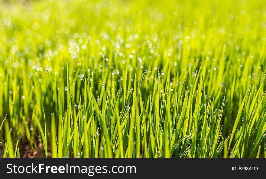 Selective Photo of Green Grass